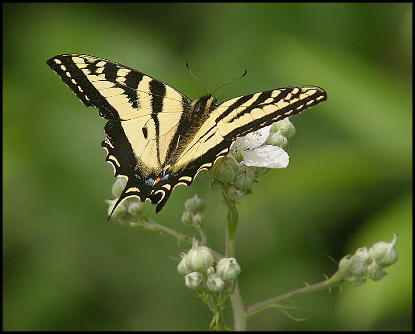 Butterfly Provides a Pose!