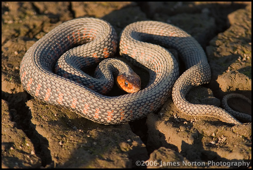 Coiled Up Snake!
