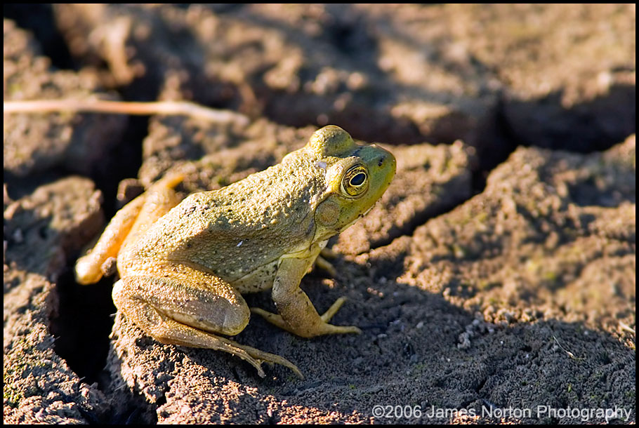 Frog Hanging out at Finley National Wildlife Refuge
