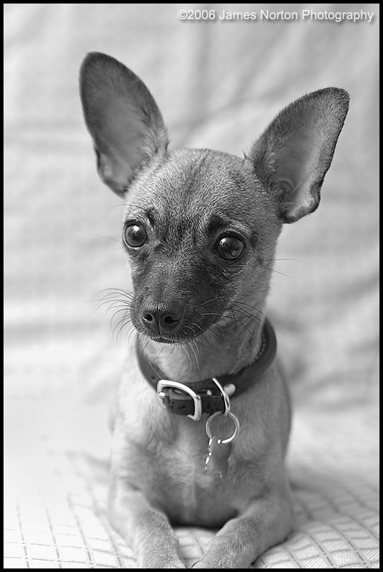 Portrait of our dog Tippy