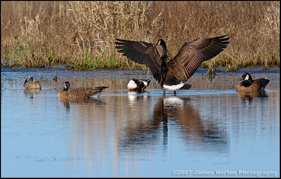 Ducks and Swan Bathing