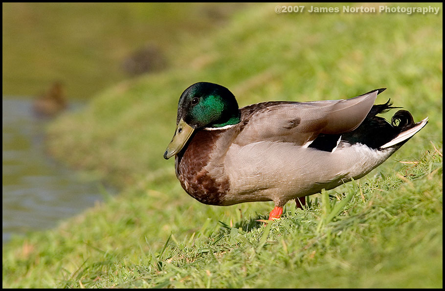 Dashing Male Mallard Taking a Break!