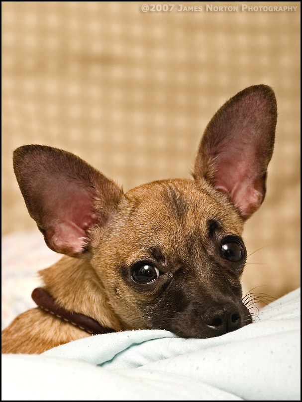 Tippy - He's Getting Older