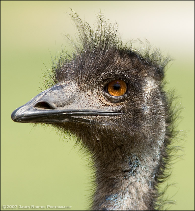 Ostrich at the Wildlife Safari