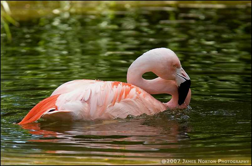 Flamingo
