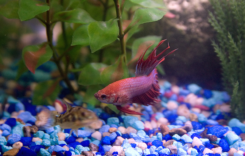 Fish Aquarium and Male Crowntail Betta
