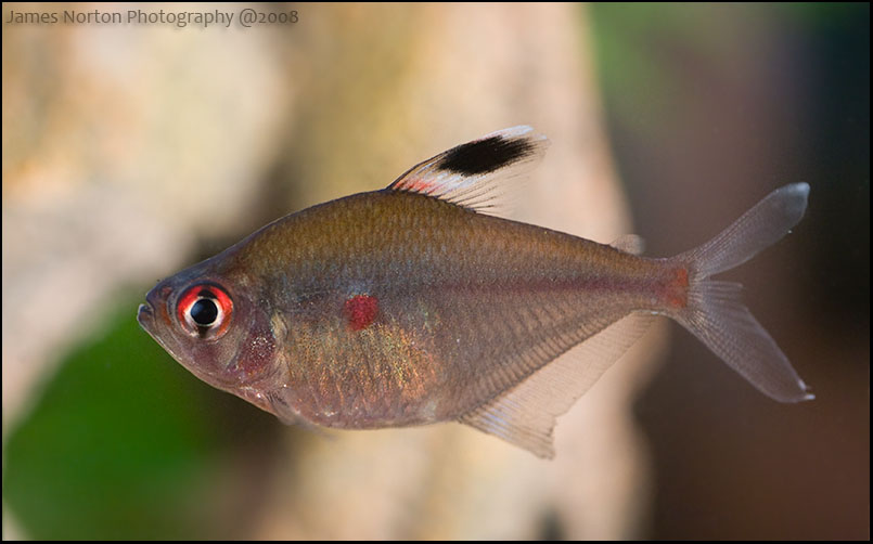 Bleeding Heart Tetra - Hyphessobrycon erythrostigma