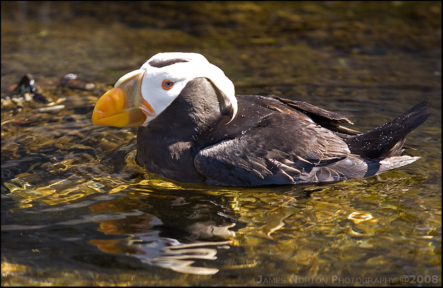 Oregon Coast Aquarium Puffin