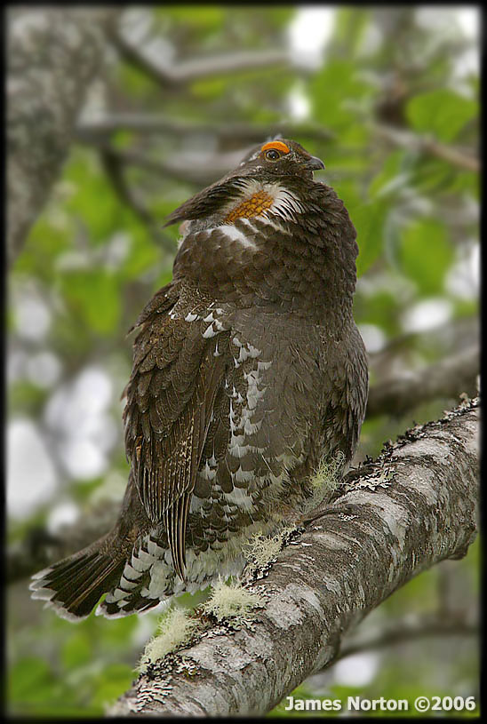 Male Blue Grouse