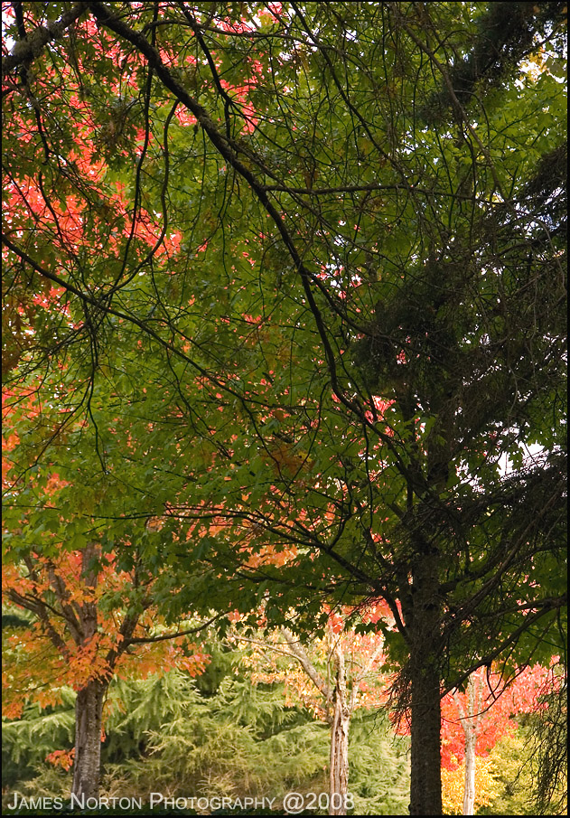 Fall Colorful Trees