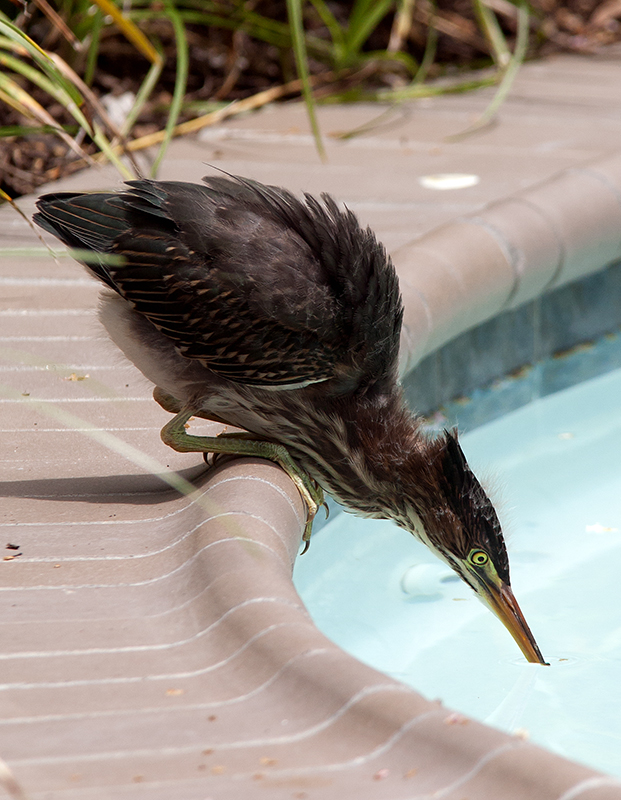 Baby Heron / Crane Drinking From Pool