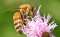 Bee!