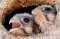 Falcon Chicks!