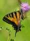 Butterfly!