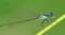 Another Damselfly!