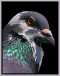 Pigeon!