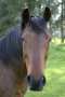 Retired Champion