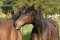 Horse Whispering!