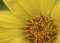 Sunflower II