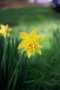 Beckoning Spring