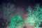 Trees in the Night
