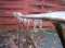 Iced Bike Rack