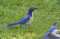 Scrub Jays