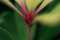 Branching Stem