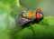 Colorful Fly!