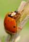 Ladybug Macro