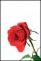 Simple Red Rose