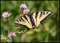 Butterfly!