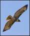Red-Tailed Hawk in Flight!