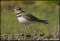 Killdeer at Finley National Wildlife Refuge