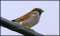 Male House Sparrow in Breeding Colors