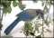 Scrubjay!