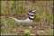 Killdeer Watches Over It's Egg!