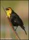 Yellow-Headed Blackbird!