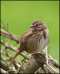 House Sparrow In It's Natural Habitat
