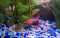 Fish Aquarium and Male Crowntail Betta